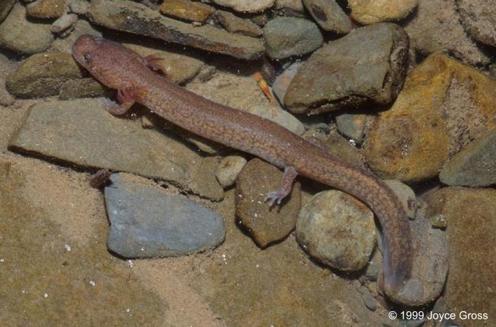 gyrinophilus porphyriticus