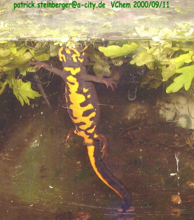 cynops cyanurus2