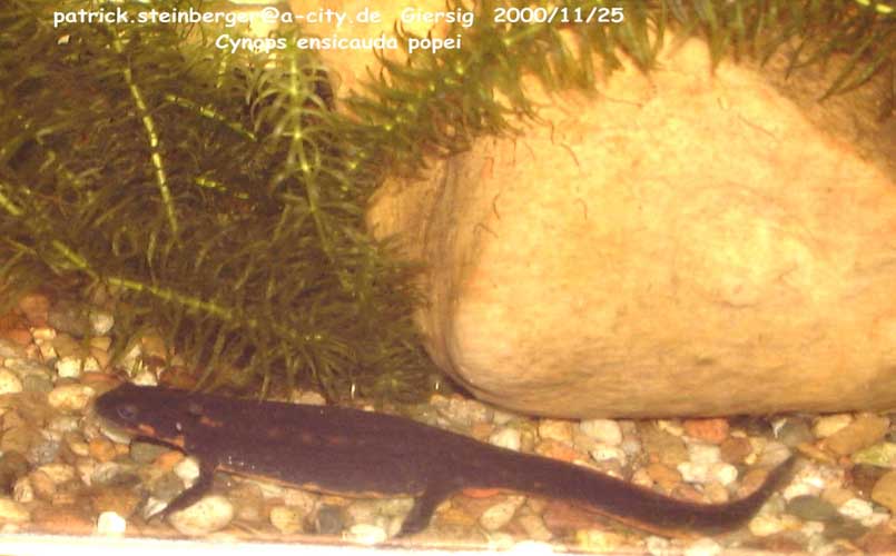 cynops ensicauda popei2