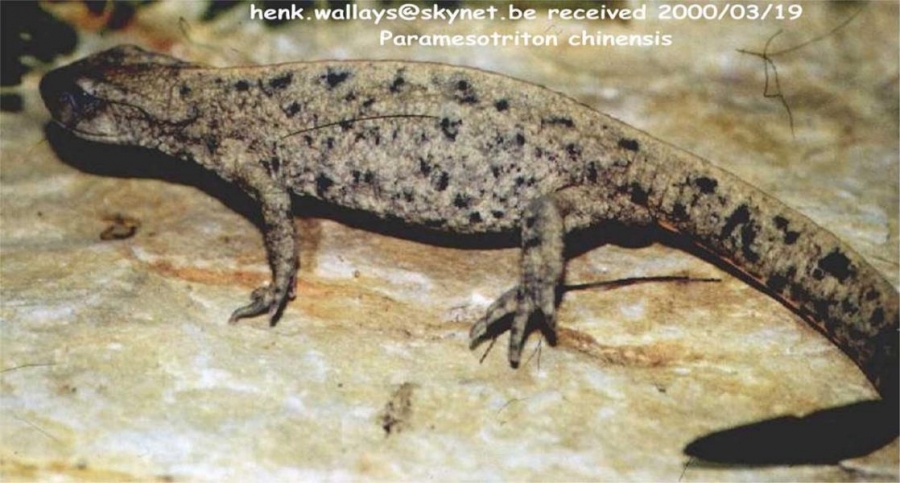paramesotriton chinensis3