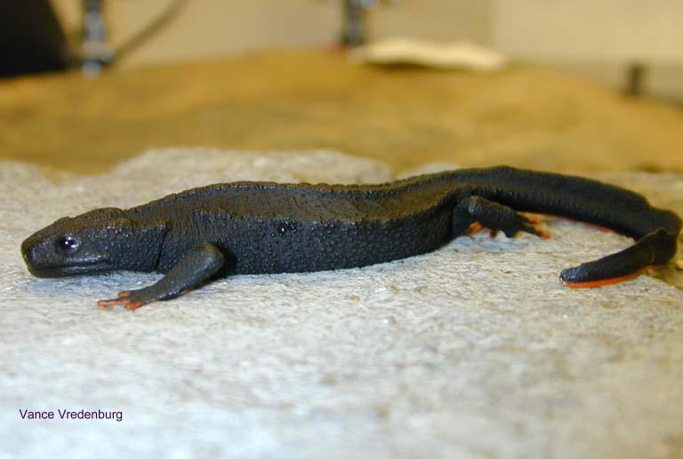 tylototriton asperrimus