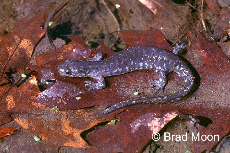 ambystoma laterale