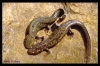 pachytriton c pachytriton c