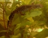 triturus alpestris male