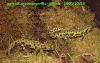 triturus marmoratus pygmaeus1 triturus marmoratus pygmaeus1