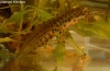 triturus vulgaris male2 triturus vulgaris male2