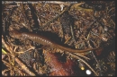 ambystoma gracile