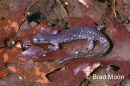 ambystoma laterale