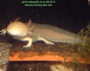 ambystoma mexicanum2 ambystoma mexicanum2